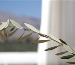 Niriides Hotel Rhodes