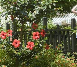 Crystal Paraiso Verde