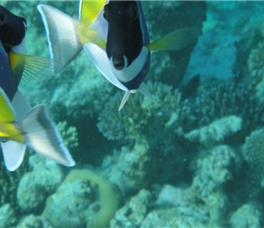 Fihalhohi Island Resort 