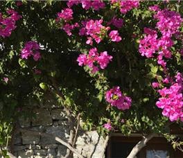 Pelican Bay Art Hotel